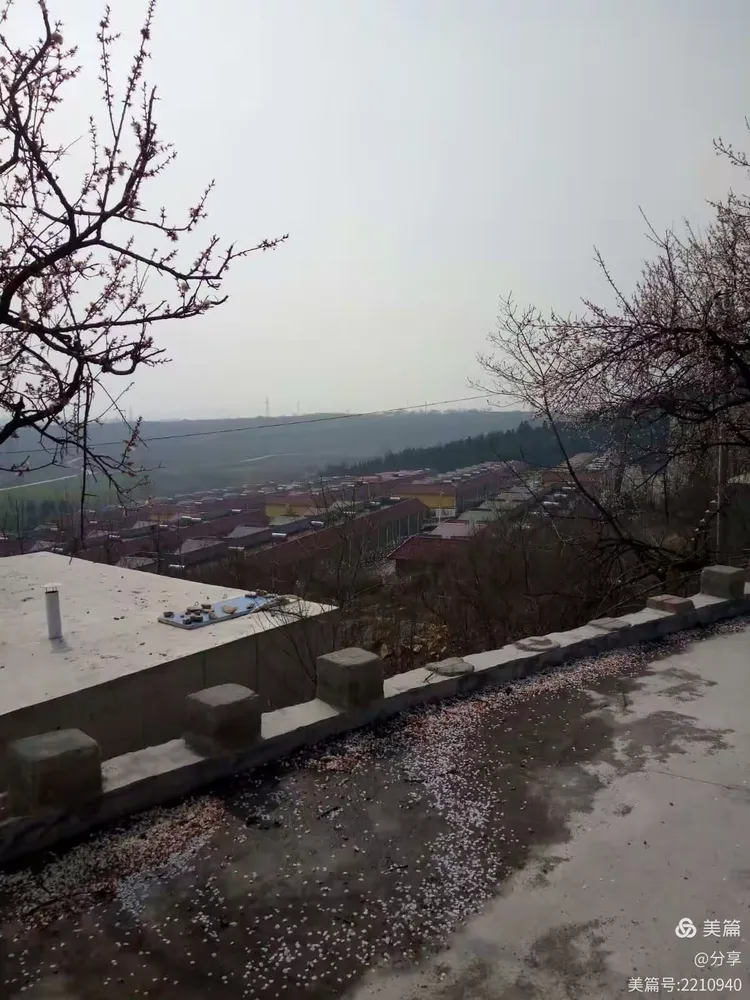 翟山上的杏花很是漂亮